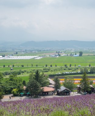 Lavanta çiçek çiçeklenme