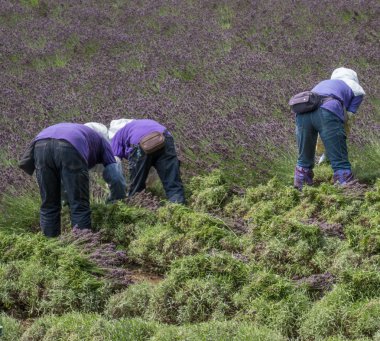 Çiçeklenme lavanta çiçek hasat işçilerin