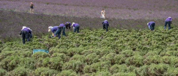 Ouvriers récoltant des fleurs de lavande en fleurs — Photo