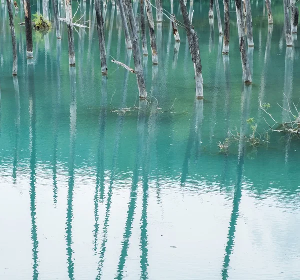 Blue Pond, Hokkaido, Japão — Fotografia de Stock