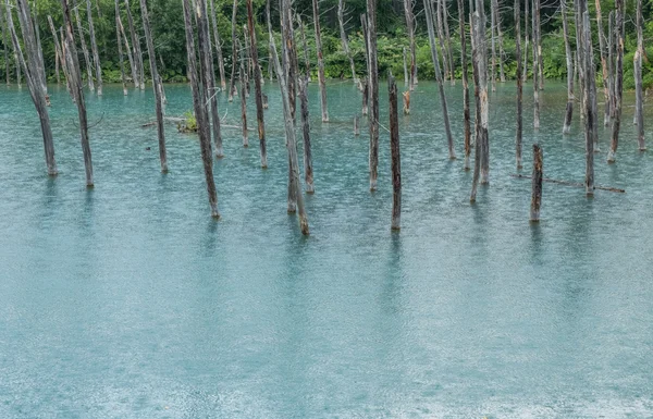 Blue Pond, Hokkaido, Japão — Fotografia de Stock