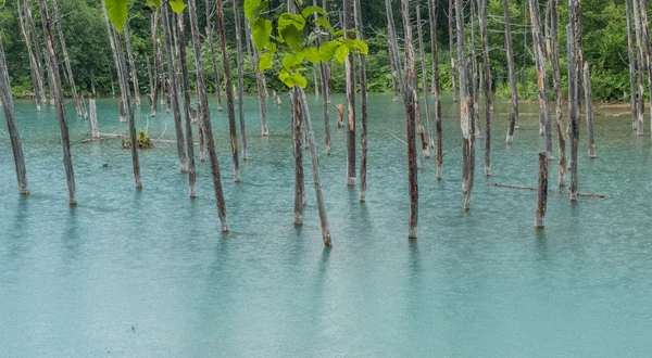 Blue Pond, Hokkaido, Japão — Fotografia de Stock