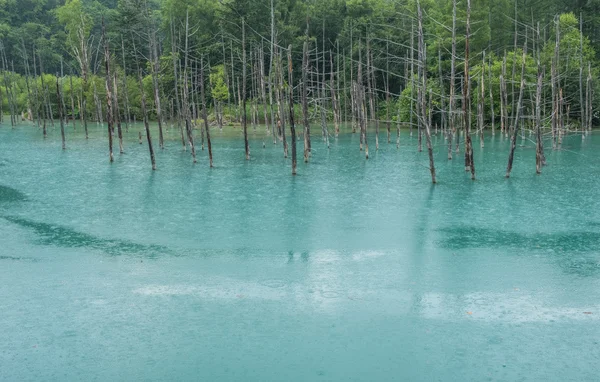 Blue Pond, Hokkaido, Japão — Fotografia de Stock