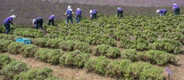 Çiçeklenme lavanta çiçek hasat işçilerin