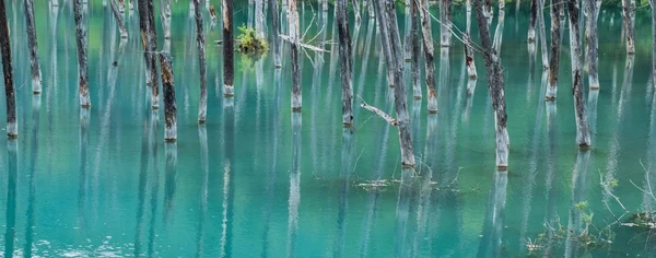 Tocones de árboles en el estanque azul — Foto de Stock