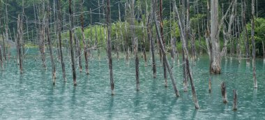 Ağaç kütükleri mavi gölet