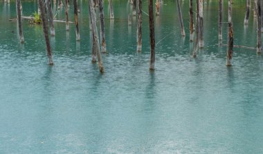 Ağaç kütükleri mavi gölet