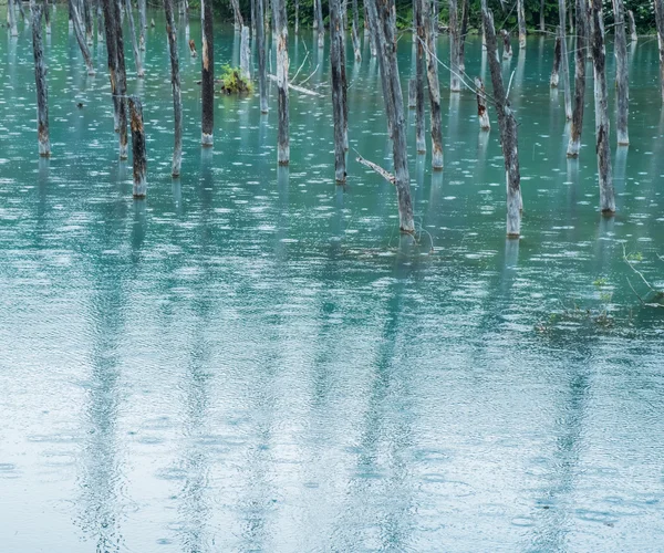 Baumstümpfe im blauen Teich — Stockfoto