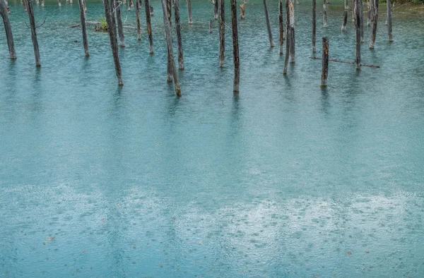 蓝池树桩 — 图库照片