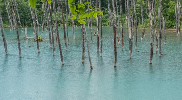 Ceppi di albero nel laghetto blu — Foto Stock
