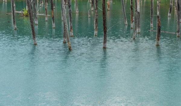 Tocones de árboles en el estanque azul — Foto de Stock