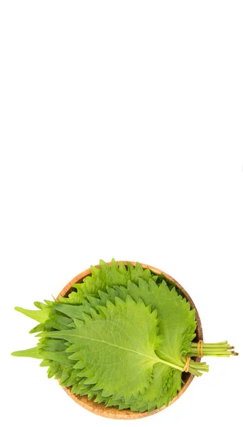 The perilla leaves - beefsteak plants — Stock Photo, Image
