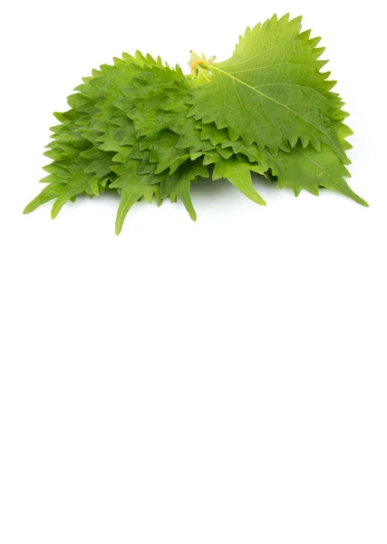 The perilla leaves - beefsteak plants — Stock Photo, Image