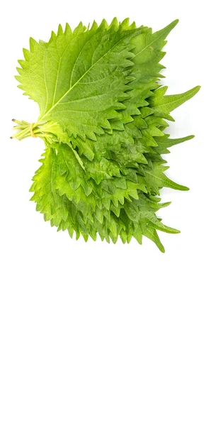 The perilla leaves - beefsteak plants — Stock Photo, Image