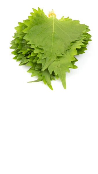 The perilla leaves - beefsteak plants — Stock Photo, Image