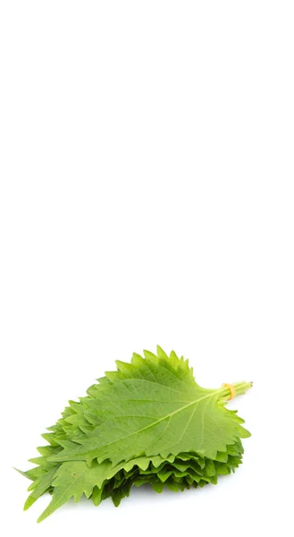 Το perilla φύλλα - μπριζολών φυτά — Φωτογραφία Αρχείου