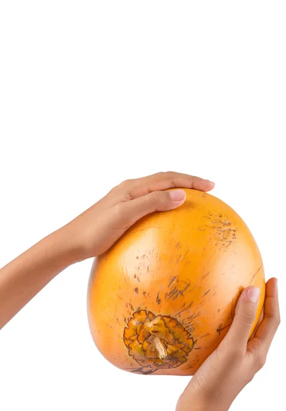 Girl Hand And Malayan Dwarf Coconut — Stock Photo, Image