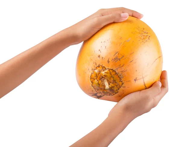 Girl Hand And Malayan Dwarf Coconut — Stock Photo, Image