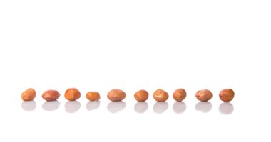 Yer fıstığı veya fıstık