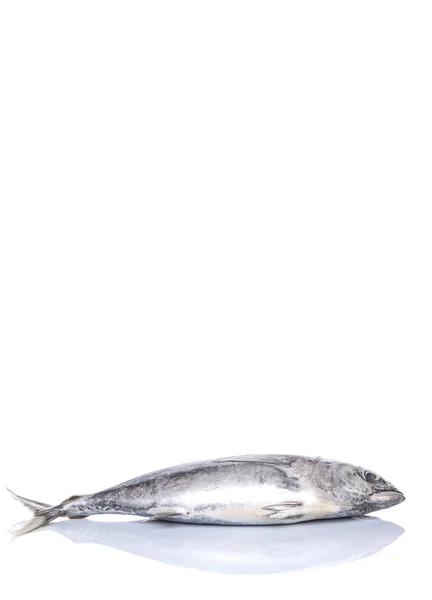 Makrely Tuňák Nebo Ikan Tongkol Nad Bílým Pozadím — Stock fotografie