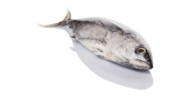 Makrill tonfisk — Stockfoto