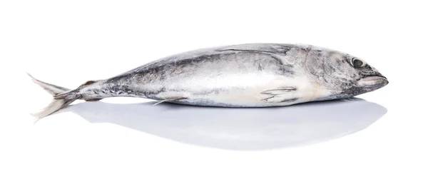 Makrill tonfisk — Stockfoto