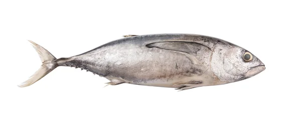 Makréla Tuna Vagy Ikan Tongkol Felett Fehér Háttér — Stock Fotó
