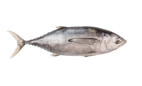 Makrill tonfisk — Stockfoto