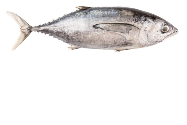 Mackerel tuna or ikan tongkol over white background