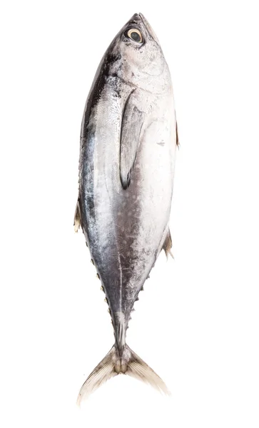Makrill tonfisk — Stockfoto
