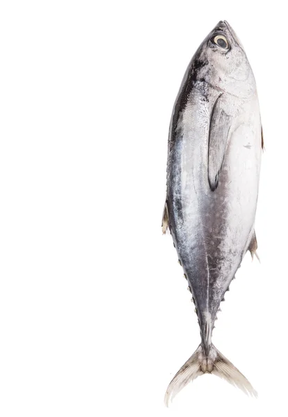 Makrelen Thunfisch Oder Ikan Tongkol Auf Weißem Hintergrund — Stockfoto