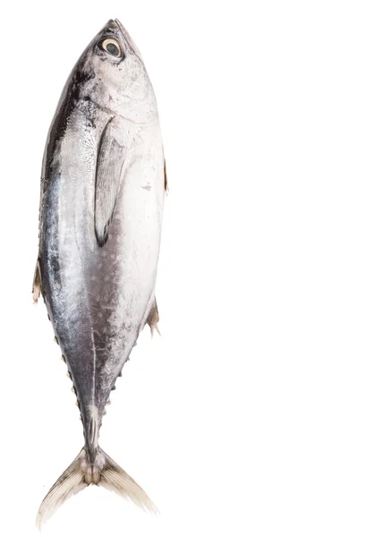 Makrill Tuna Eller Ikan Tongkol Över Vit Bakgrund — Stockfoto