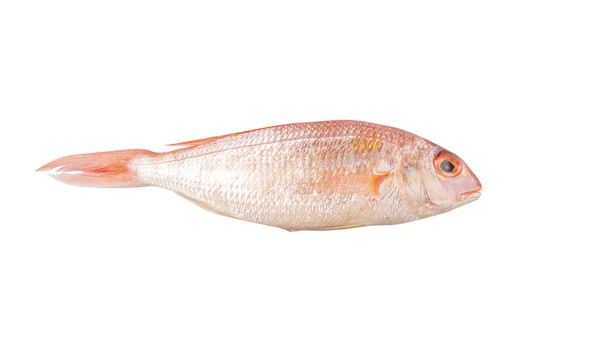 Pesce rosso crudo — Foto Stock