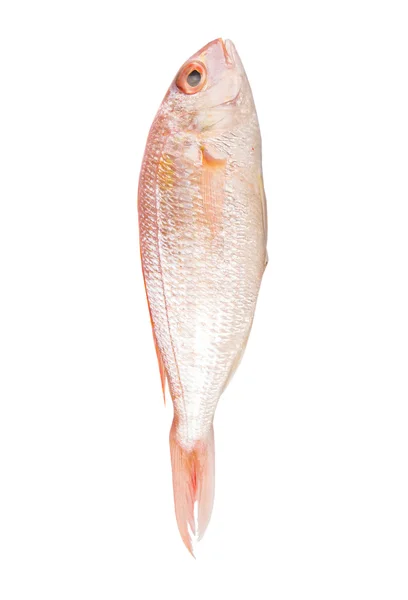 Red Fish Raw — Stock Photo, Image