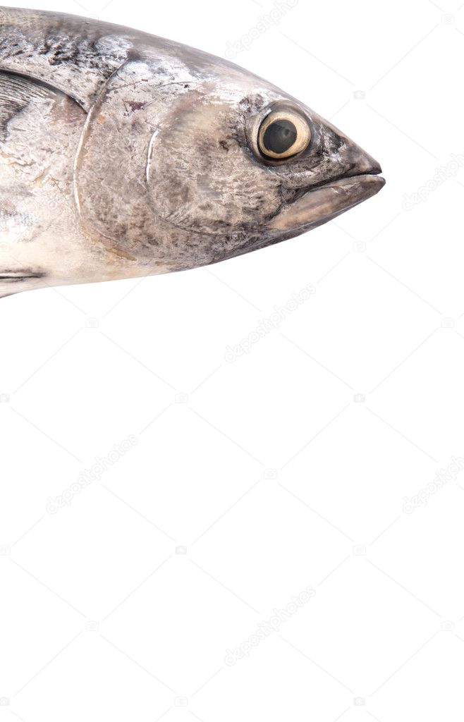Mackerel Tuna Ikan Tongkol White Background Stock Photo Image By C Akulamatiau 59663919