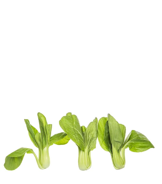 Cavolo cinese o bok choy — Foto Stock