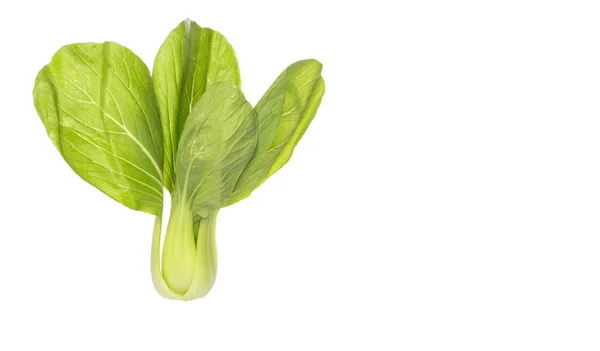 Chinese Kool Bok Choy Witte Achtergrond — Stockfoto