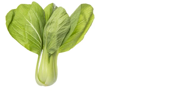 Chinese Kool Bok Choy Witte Achtergrond — Stockfoto