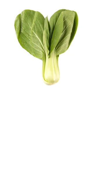 Chinese Kool Bok Choy Witte Achtergrond — Stockfoto