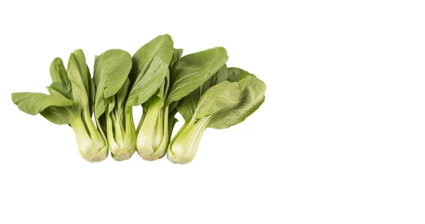 Chinakohl oder Bok Choy — Stockfoto