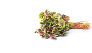 Çin kırmızı ıspanak