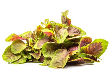 Çin kırmızı ıspanak