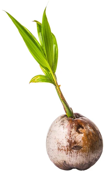 Young Coconut Sprout — Stock Photo, Image