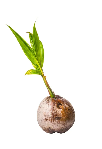 Young Coconut Sprout — Stock Photo, Image