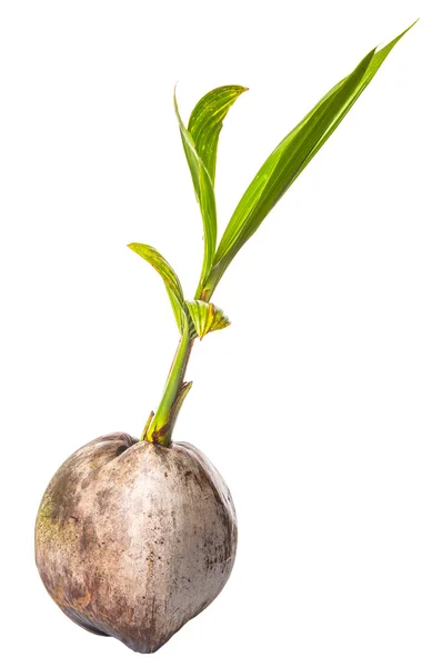 Young Coconut Sprout — Stock Photo, Image