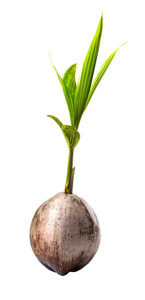 Young Sprout Coconut Coconut Fruit White Background — Stock Photo, Image