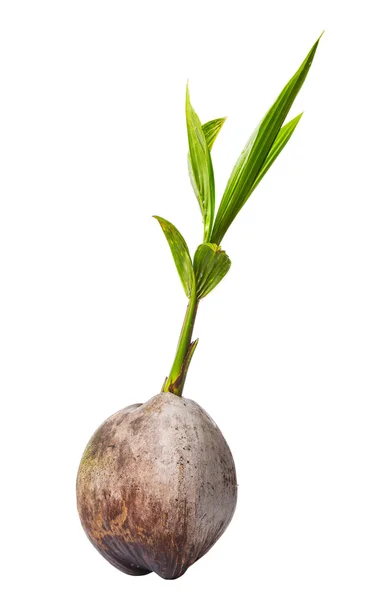 Young Sprout Coconut Coconut Fruit White Background — Stock Photo, Image