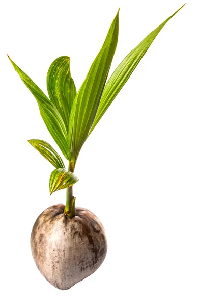 Young Coconut Sprout — Stock Photo, Image