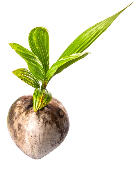 Young Coconut Sprout — Stock Photo, Image