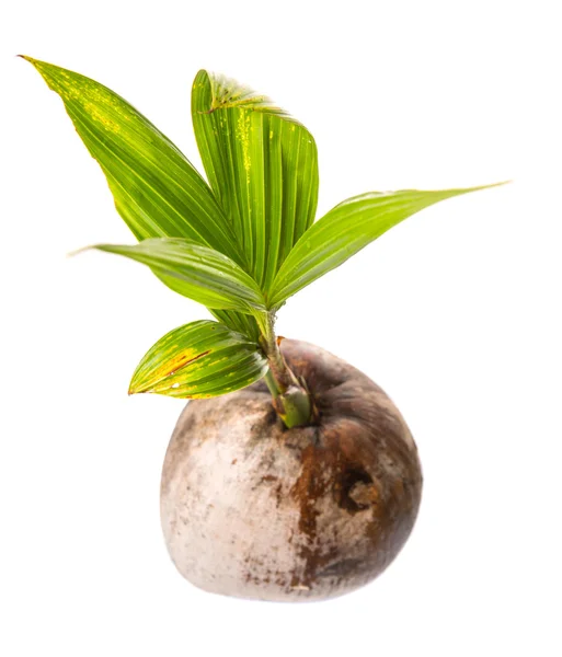 Young Sprout Coconut Coconut Fruit White Background — Stock Photo, Image